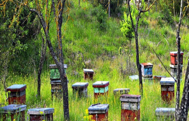 Honey Beehives in an Alpine Forest